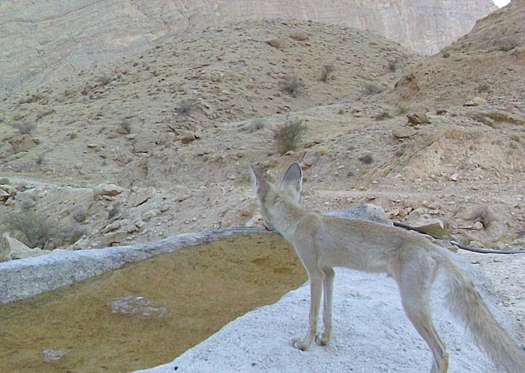 محیط زیست+ جانوران + گیاهان+ پارس جنوبی+ پایانه های نفتی ایران 2